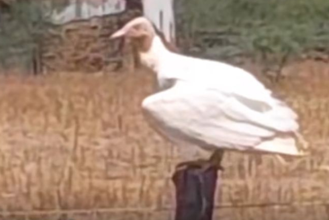 Design sem nome (82)