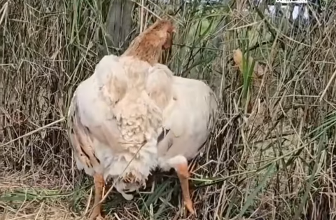 Captura de tela 2026-04-20 165414