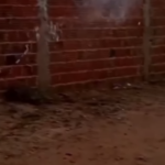 33